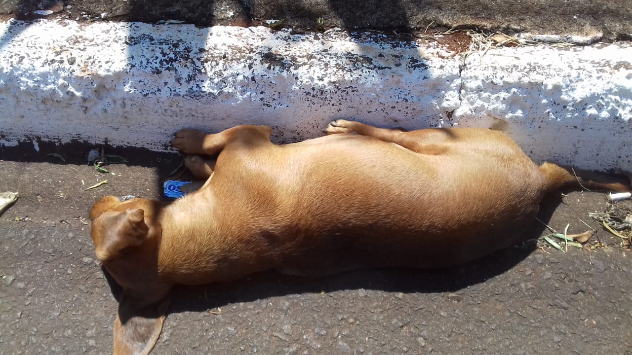 Imagem referente a Cães são encontrados envenenados no Consolata e moradores fazem apelo