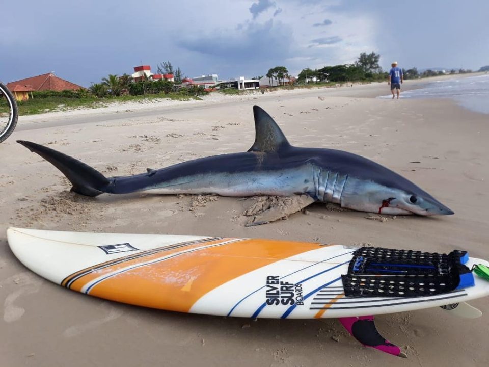 Tubarão de dois metros de comprimento é encontrado em praia paranaense