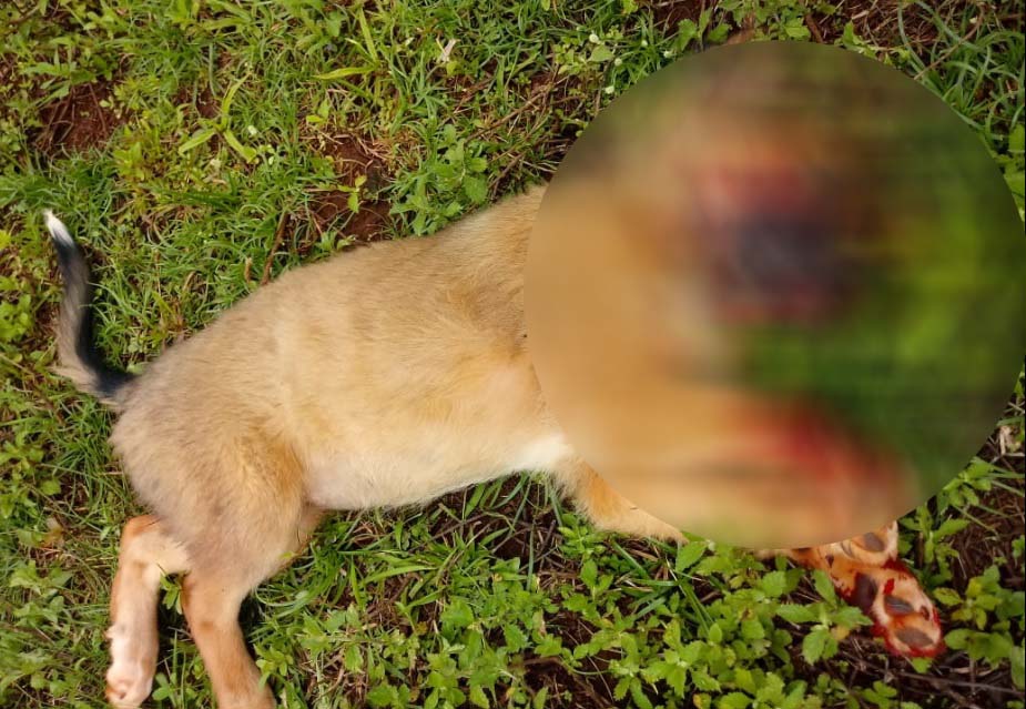 Imagem referente a Cão é atropelado no Bairro Claudete e moradora reclama de motorista