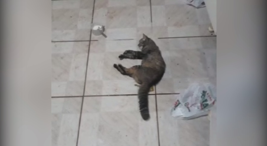 Imagem referente a Moradores relatam casos de envenenamento de gatos na Região do Tarumã