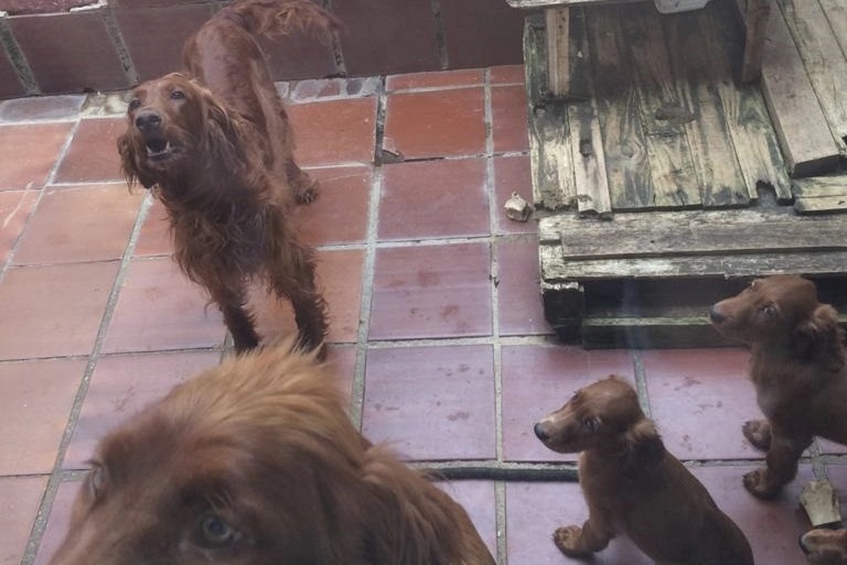 Imagem referente a Polícia apreende 11 cães em criadouro ilegal e responsável é multado em R$ 22 mil no Portão