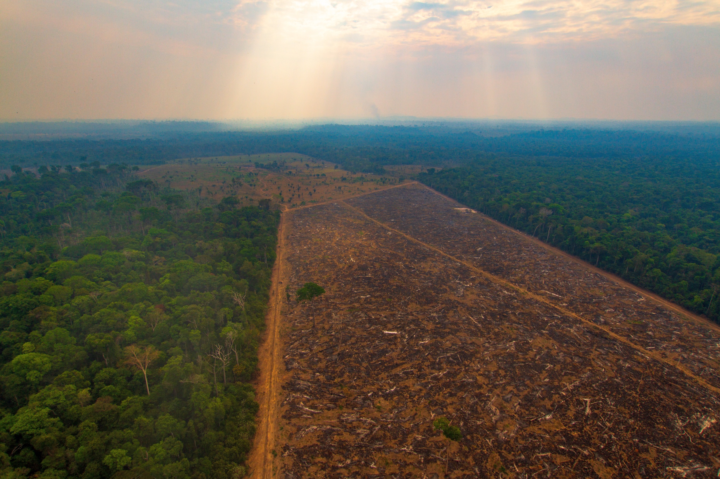 Imagem referente a Em carta a Biden, Bolsonaro promete fim do desmatamento ilegal