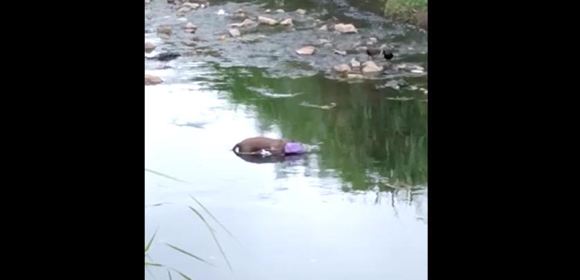 Imagem referente a Cachorro é encontrado morto dentro de rio e gera indignação de moradores em Curitiba