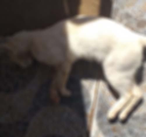 Imagem referente a Seis gatos são mortos, envenenados no Bairro Universitário