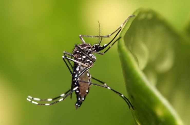 Imagem referente a Paraná tem 88 mil casos confirmados de dengue