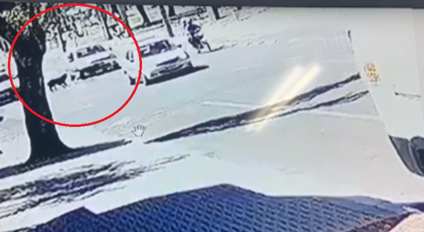 Imagem referente a Câmera mostra cão sendo atropelado e motorista deixando local sem prestar socorro