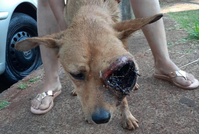 Imagem referente a Cachorra com gravíssimo ferimento no olho é resgatada em Cascavel e precisa de ajuda