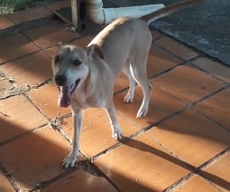 Imagem referente a Cachorro foi encontrado no Bairro Alto Alegre
