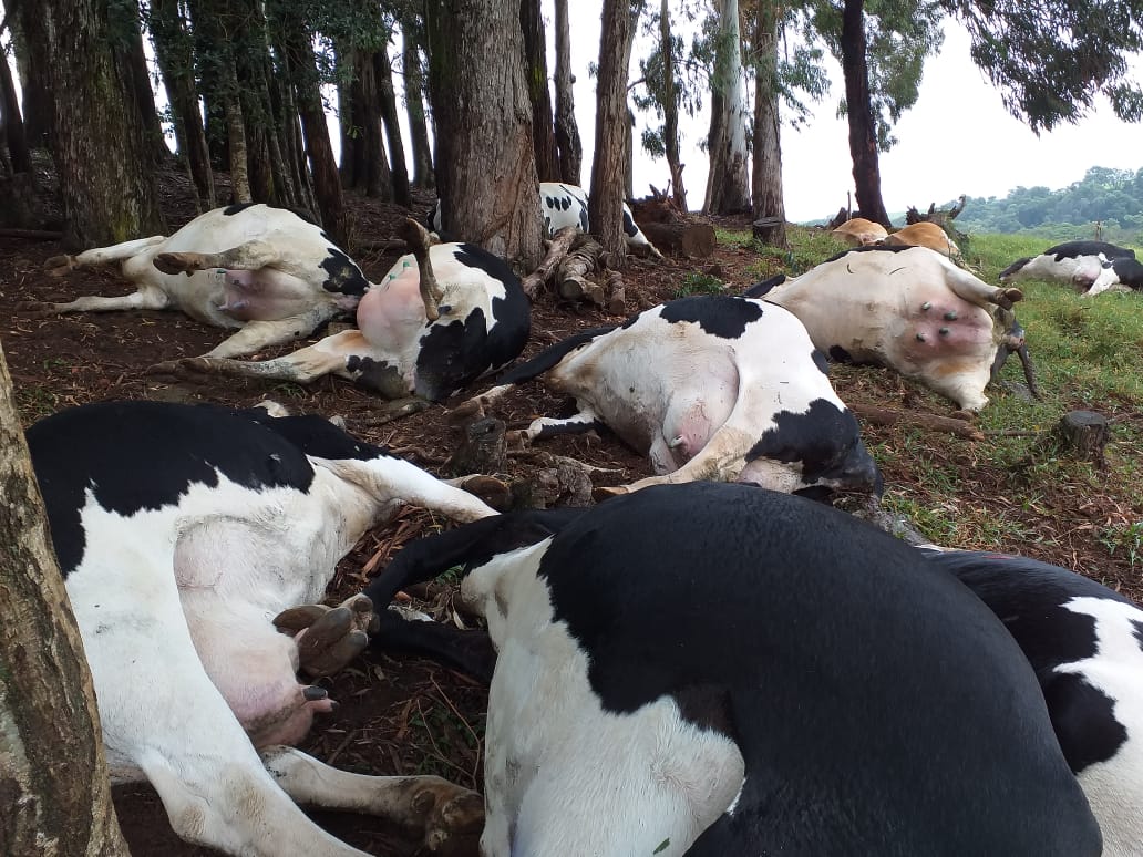 Imagem referente a Raio mata 16 vacas no interior de Ouro Verde, em São Paulo