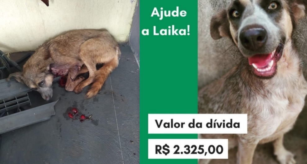 Imagem referente a Cachorra que sobreviveu a ataque de tamanduá é adotada e rifa busca custear tratamento