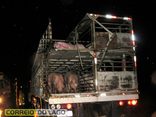 Imagem referente a Colisão de trânsito na PR-495, em Santa Helena, envolve dois caminhões carregados com porcos