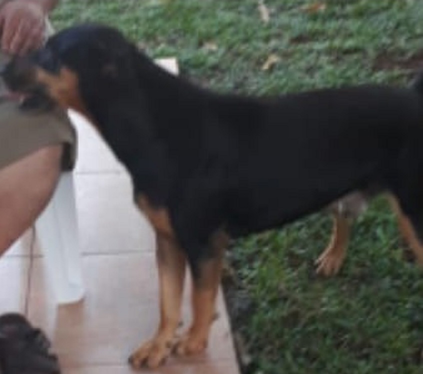 Imagem referente a Rottweiler desapareceu e donos pedem ajuda para recuperá-lo
