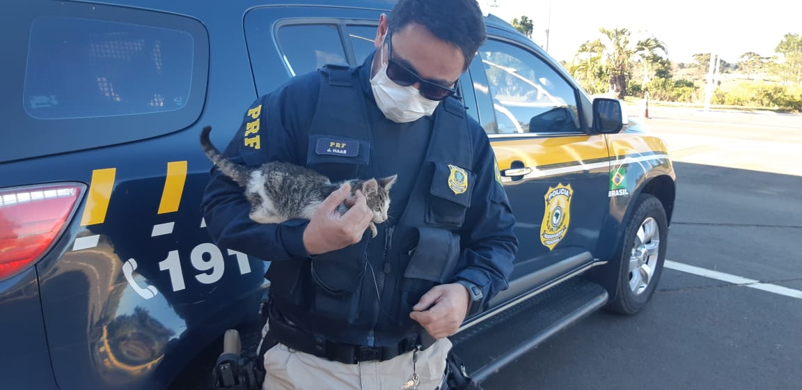 Imagem referente a Policiais Rodoviários resgatam filhote de gato que foi arremessado de veículo