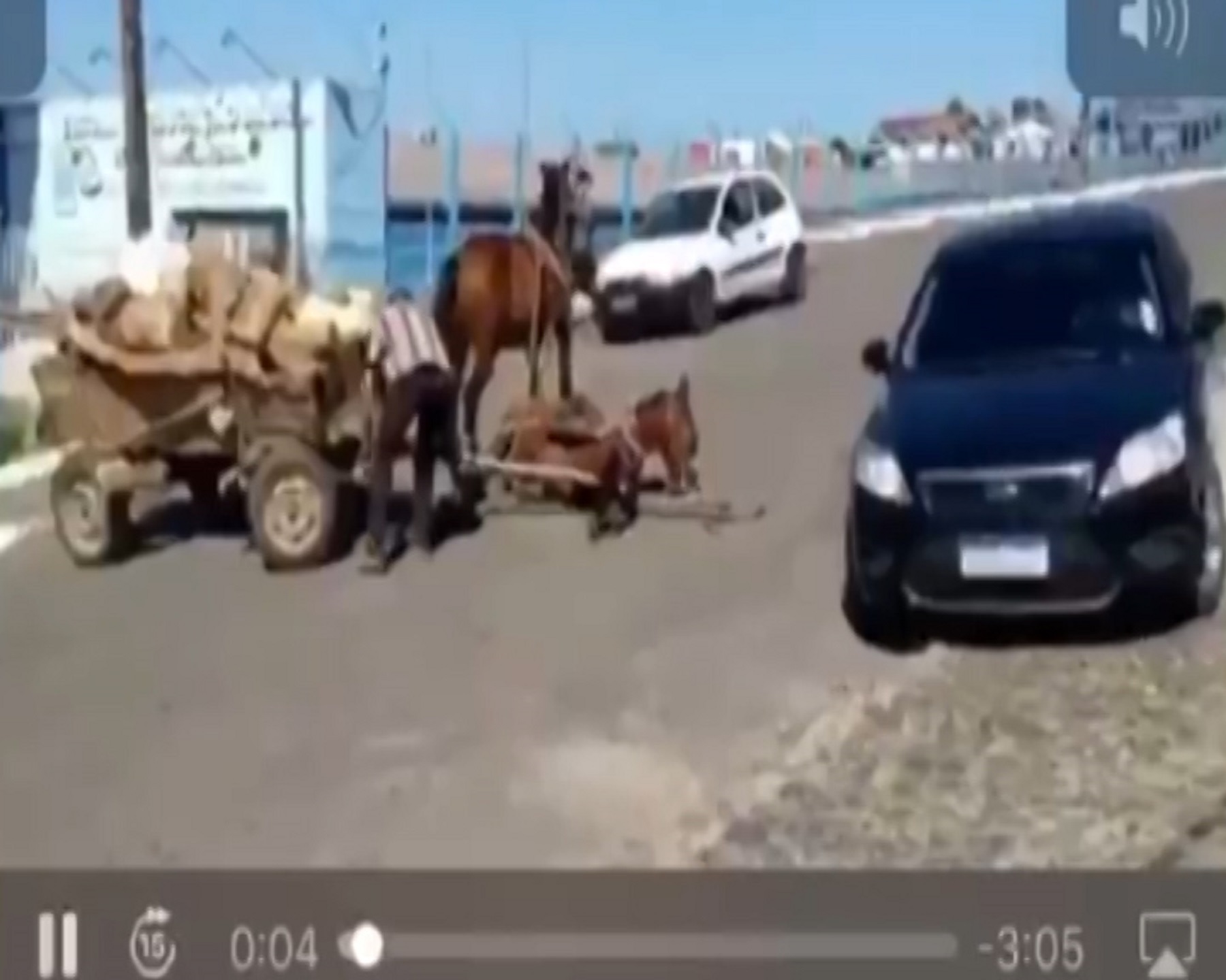 Imagem referente a Maus-tratos: Cavalos que aparecem em vídeo puxando carroça são resgatados pela Delegacia de Proteção ao Meio Ambiente