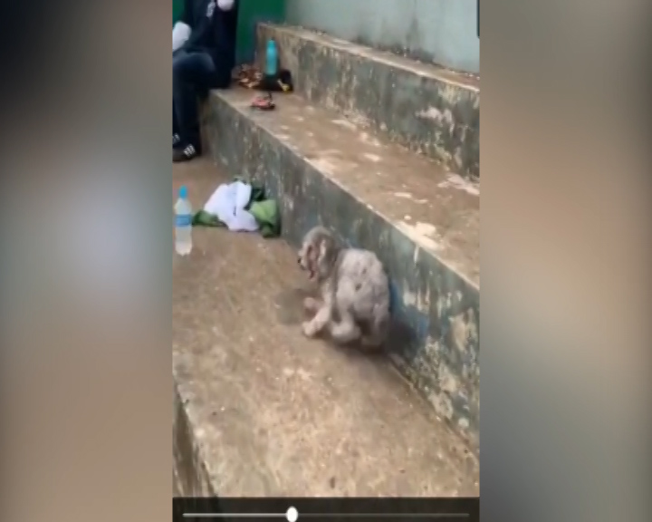Imagem referente a Vídeo mostra indivíduo maltratando cachorro na Praça Wilson Joffre, em Cascavel