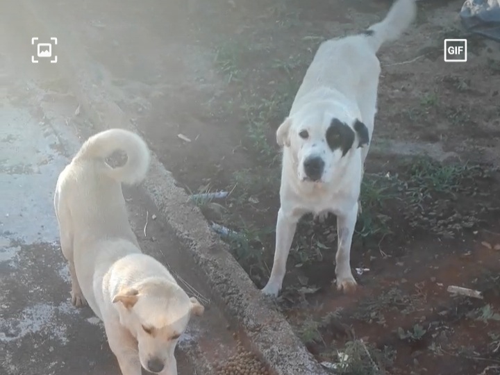 Imagem referente a Cão desapareceu na região do Bairro XIV de Novembro