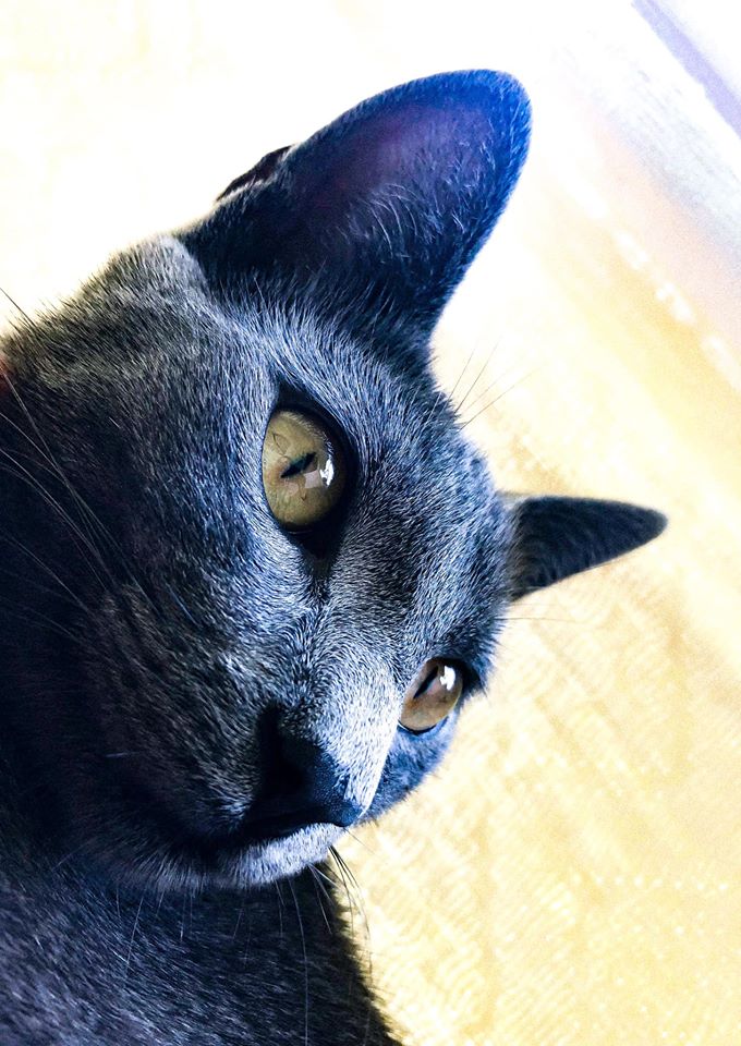 Imagem referente a Maus tratos: internauta faz desabafo, após gato de estimação morrer envenenado