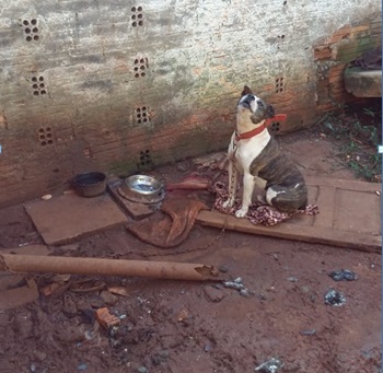 Imagem referente a Polícia resgata cães que sofriam maus tratos e estavam abandonados há 15 dias em Pato Branco