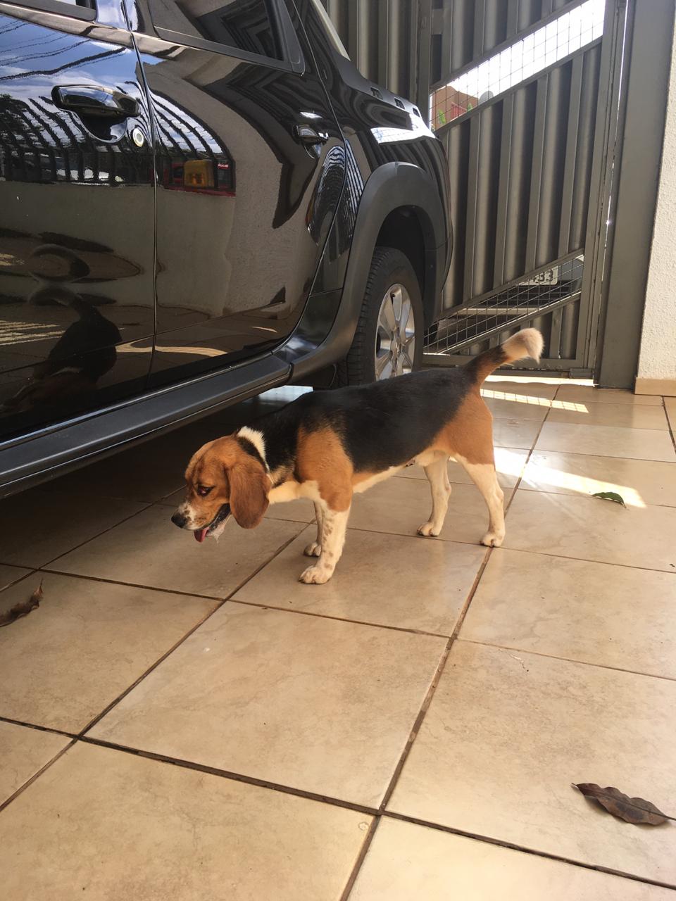 Imagem referente a Internauta pede ajuda para encontrar dono de cachorrinho Beagle