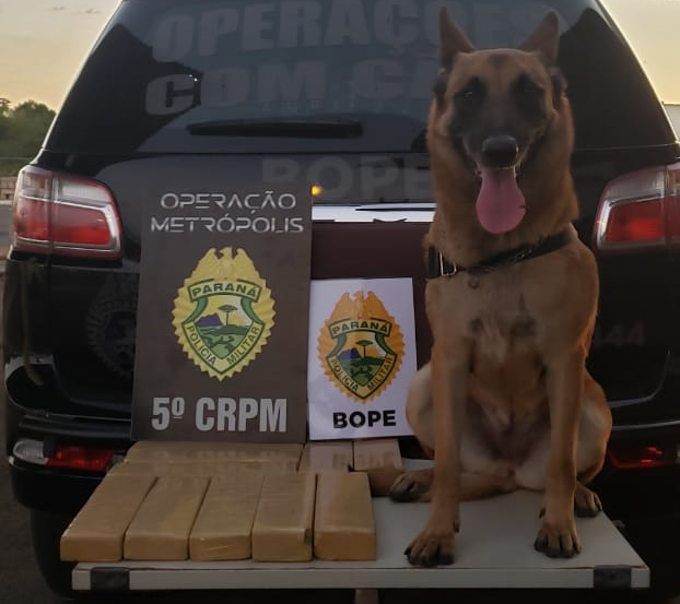 Imagem referente a Operação Metrópolis: ação conjunta entre BOPE e PRF resulta na apreensão de 9,6 kg de maconha em Guaíra