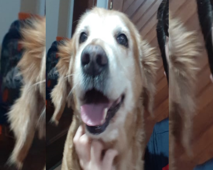 Imagem referente a ‘Mila’, uma cadela da raça Golden Retriever, desapareceu no Bairro Country