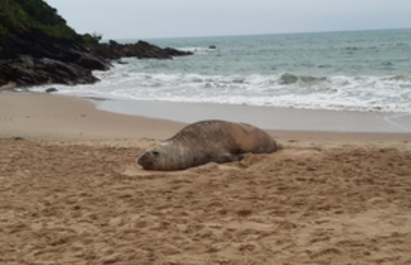 Imagem referente a Elefante-marinho é encontrado em Balneário Camboriú