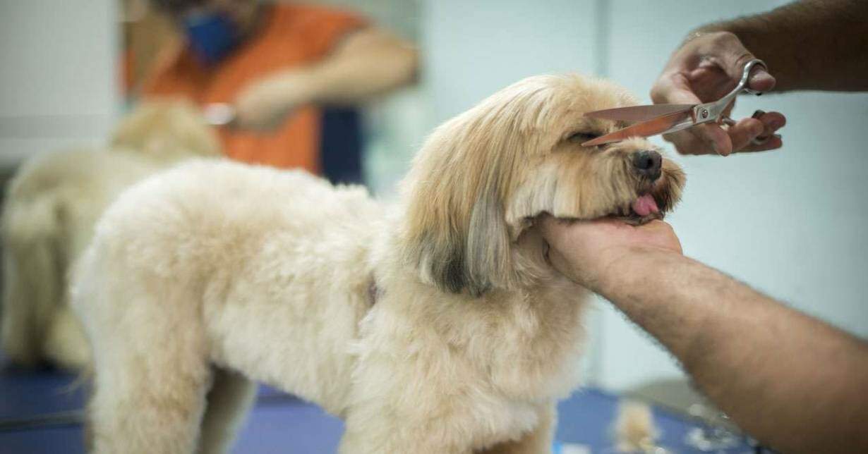 Pet Shop está com vaga para banhista de animais disponível