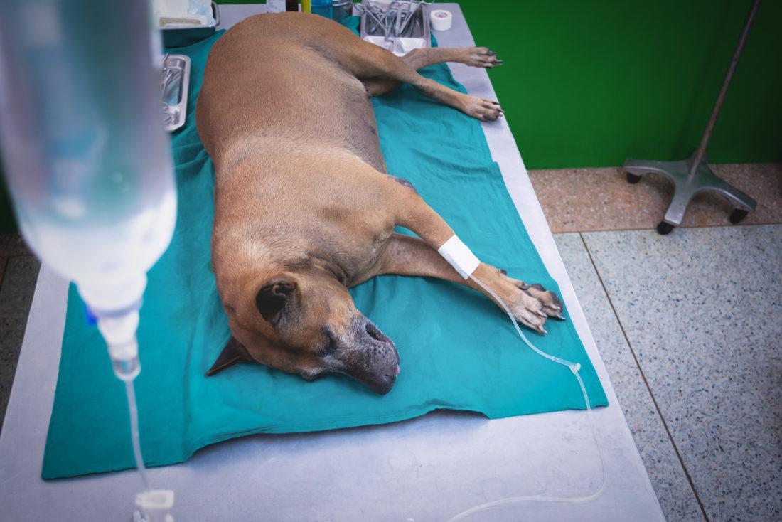 Imagem referente a Samucão e internamento: Prefeitura implantará serviço de atendimento a animais feridos