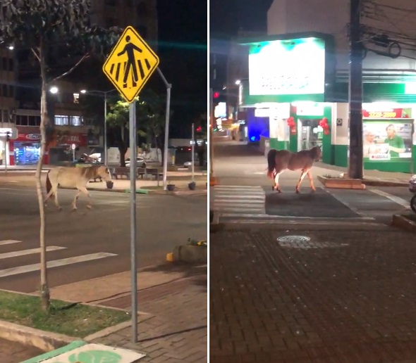 Imagem referente a ‘Cavalo’ é encontrado transitando pela Região Central de Cascavel; Motoristas alertam para risco de acidentes