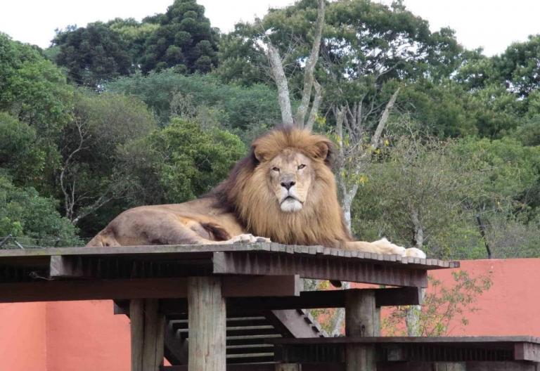 Imagem referente a Leão Simba, do zoológico de Curitiba, morre aos 18 anos