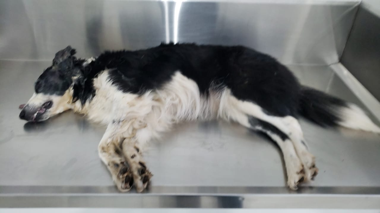 Imagem referente a Vários animais são mortos após envenenamento em massa no Bairro Country