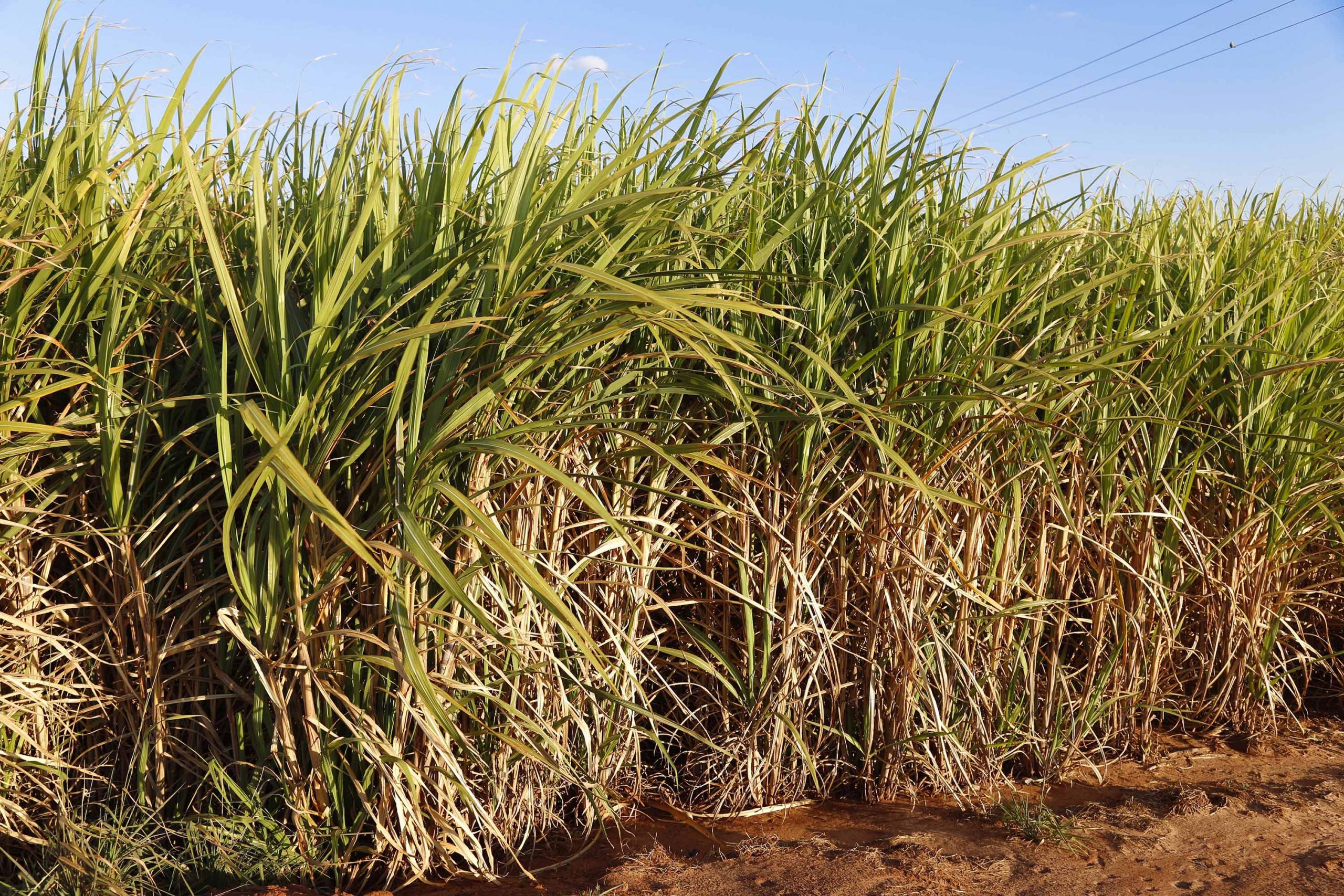 Imagem referente a Queima controlada da cana-de-açúcar é suspensa por 30 dias em todo o estado