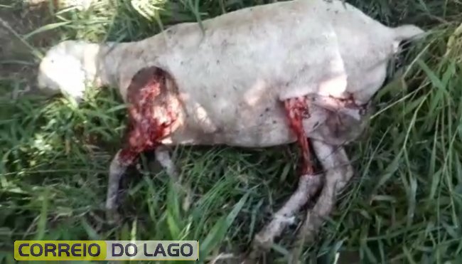Imagem referente a Cachorros ferem e matam ovelhas em fazenda no interior de Santa Helena
