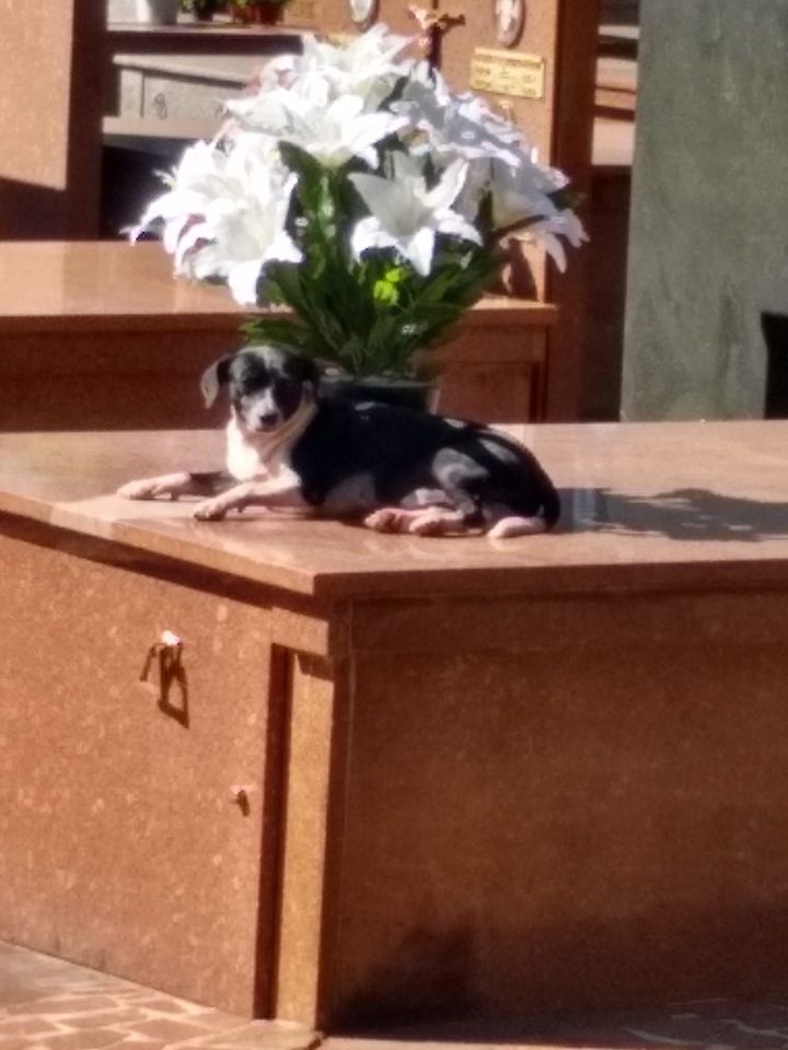 Imagem referente a Emocionante: cachorro mora há 8 meses em túmulo do dono que faleceu