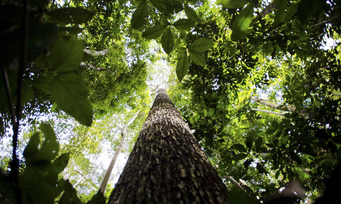 Imagem referente a Florestas plantadas no Brasil alcançam 10 milhões de hectares em 2019
