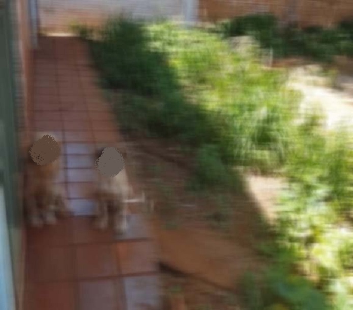 Imagem referente a Em Cascavel, cães resgatados são autores de ação que busca indenização contra antigos tutores