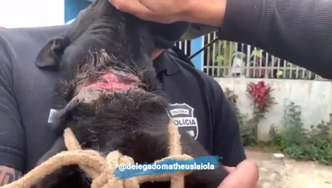 Imagem referente a Amarrado com fio de nylon, cão fica com pescoço em carne viva; Tutora é detida por maus-tratos