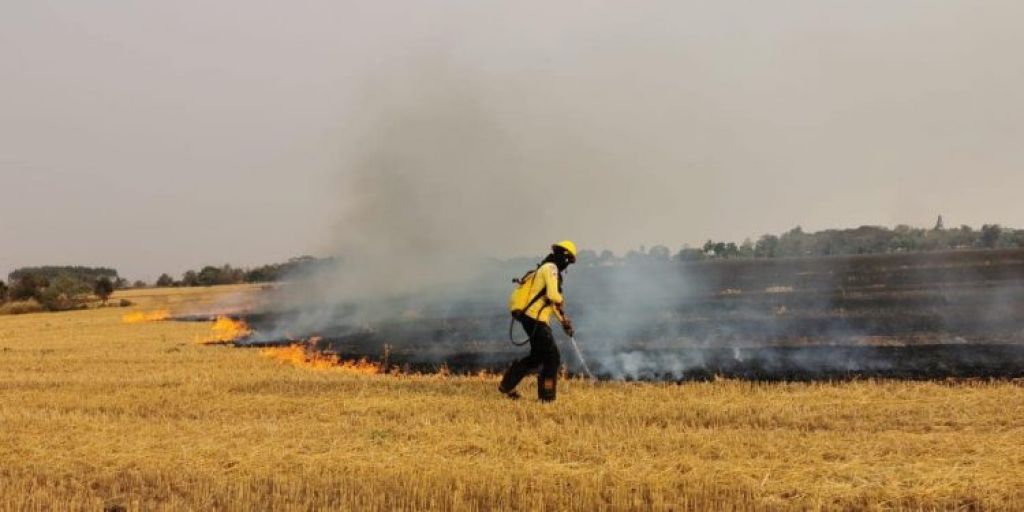 Imagem referente a Incêndio de grandes proporções em plantação de trigo assusta paraguaios