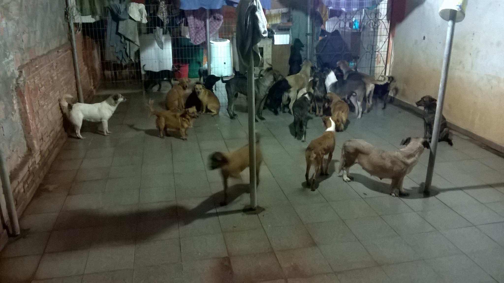 Imagem referente a Animais de rua: MP cobra da Prefeitura de Cascavel solução sobre abrigo