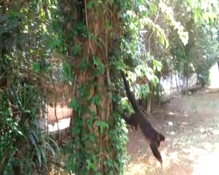 Imagem referente a Macaco é flagrado ‘passeando’ pelo Bairro Pacaembu
