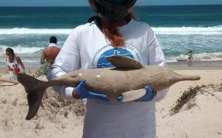 Imagem referente a Filhotes de Toninha são encontrados mortos na praia da Joaquina, em Florianópolis