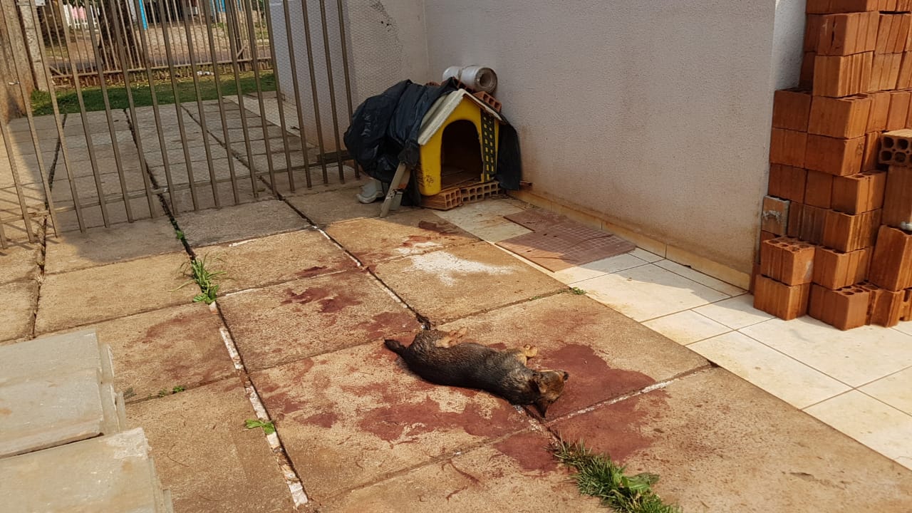 Imagem referente a Para a prefeitura, cachorrinha morreu após briga entre animais