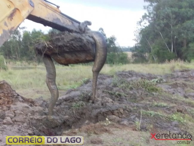 Imagem referente a Produtor rural de Santa Helena encontra Sucuri em escavação