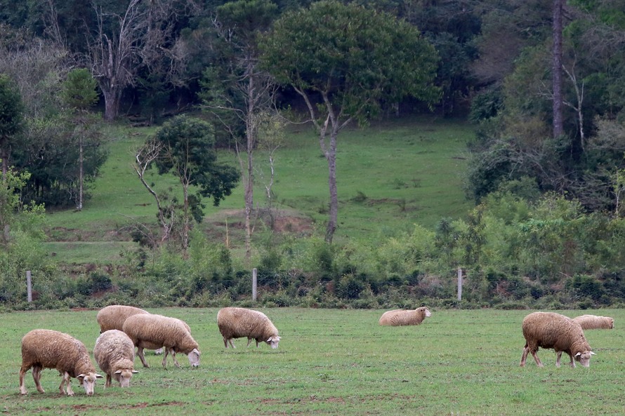 Imagem referente a Boletim agropecuário fala sobre melhorias na criação de ovinos