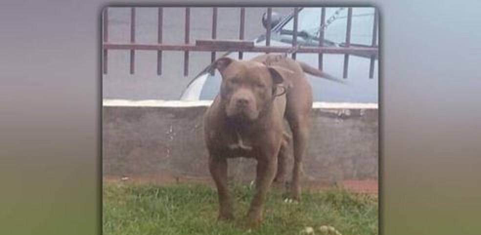 Imagem referente a Cachorro de raça Pitbull sumiu no Bairro Tarumã