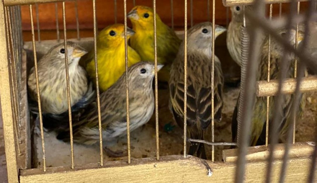 Imagem referente a Operação Voo Livre apreende quase 40 aves silvestres na região de Umuarama