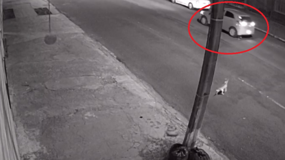 Imagem referente a Após cão ser atropelado, mulher tenta localizar veículo que não prestou socorro
