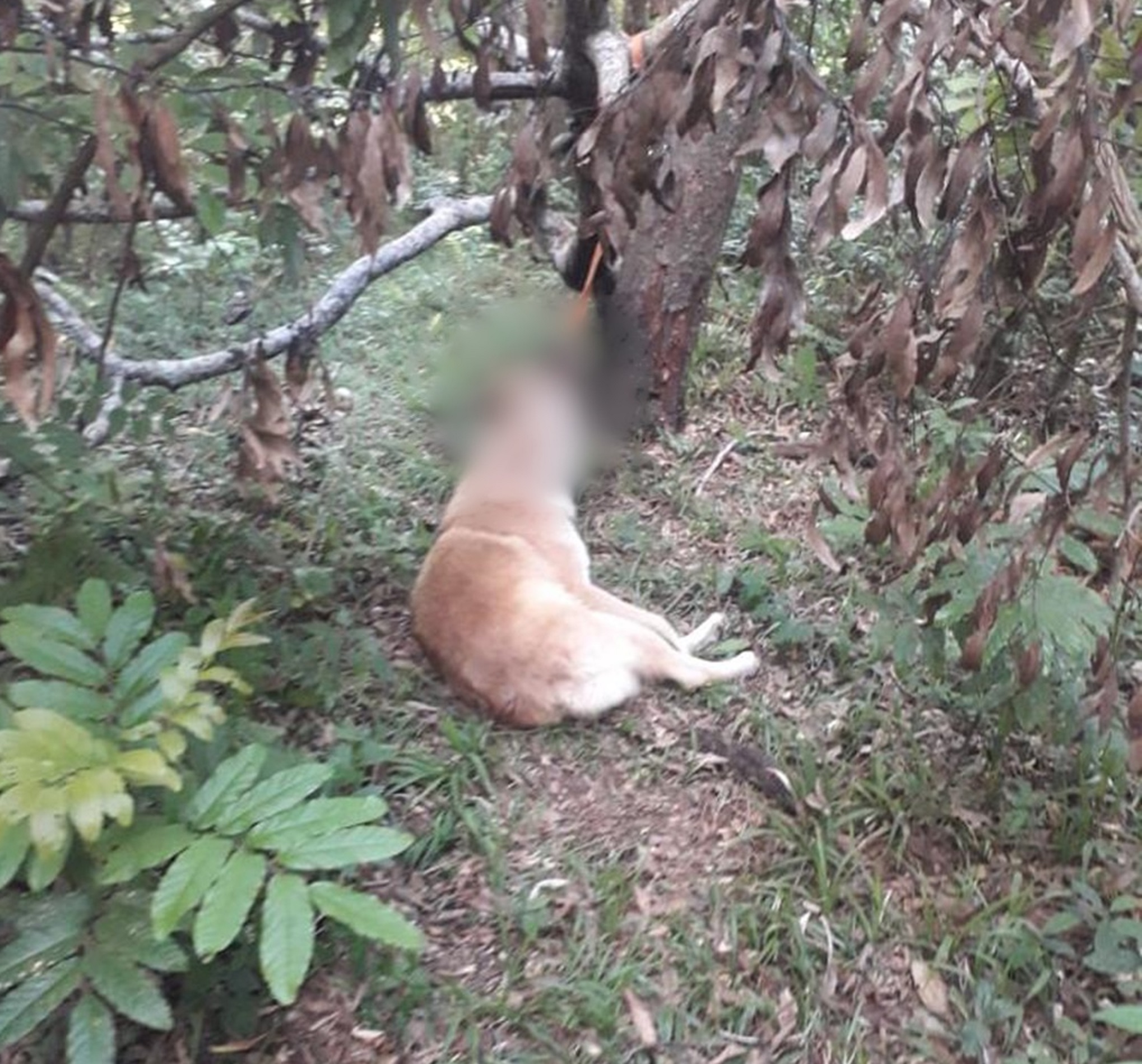 Imagem referente a Absurdo: jovem de 22 anos mata cachorro enforcado em Candói