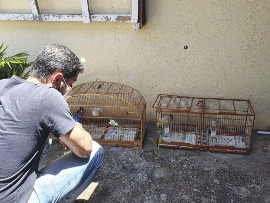 Imagem referente a Após denúncia, Diretoria de Meio Ambiente e polícia apreendem aves em Umuarama