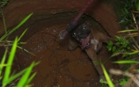 Imagem referente a Bombeiros resgatam cão em poço de quatro metros em Ponta Grossa